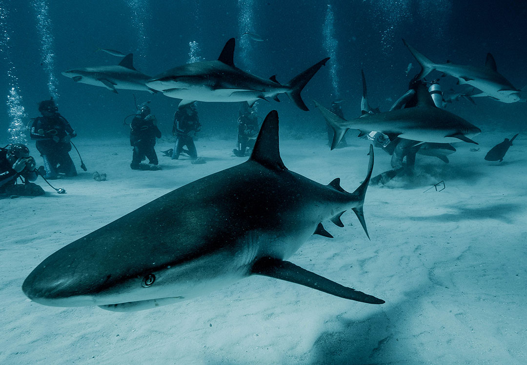 bahamas-shark-dive-2018