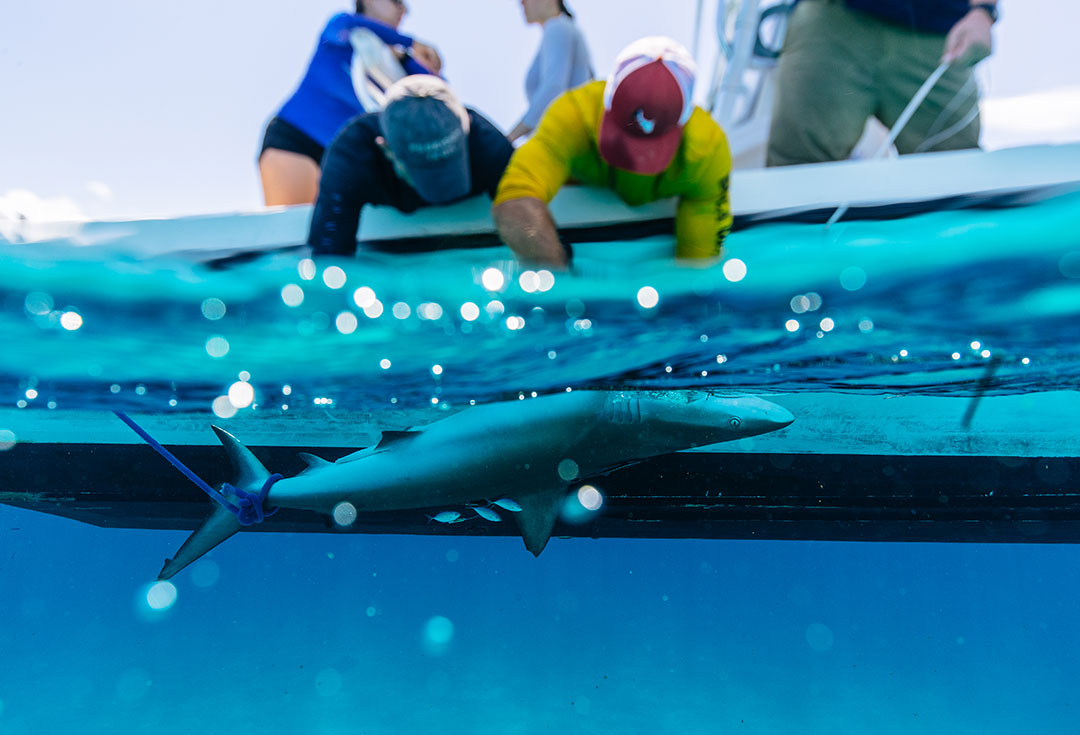 reefshark-in-tonic-sharkwater-2019