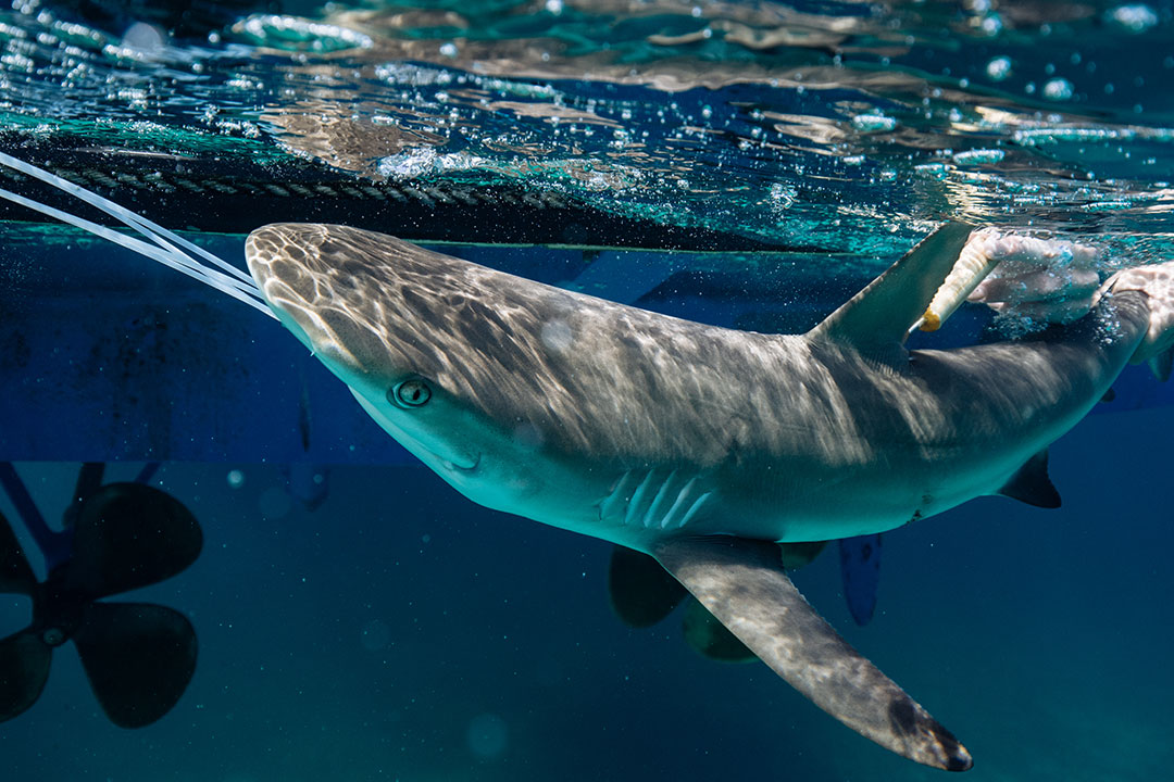 reefshark-tagging-sharkwater-2019