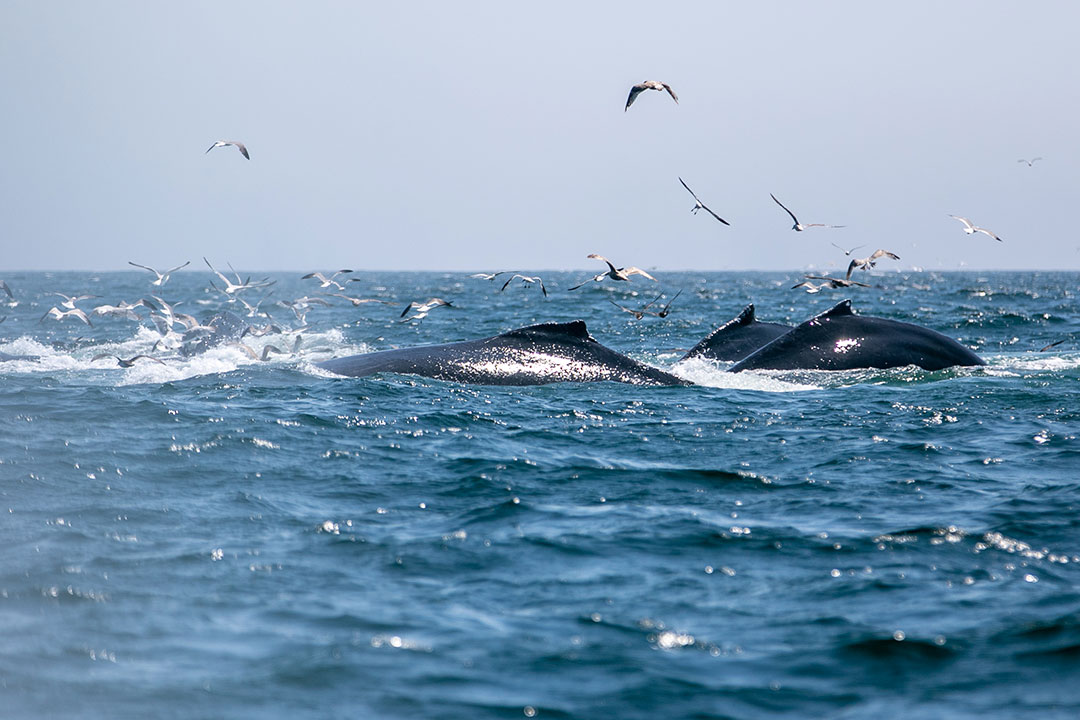 whales-july2019