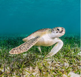 Turtle in Seagrass