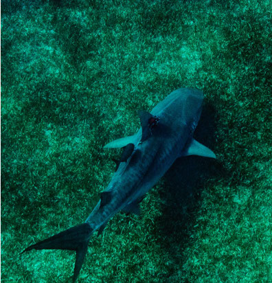 tiger shark in seagrass