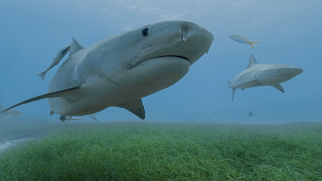 Tiger Sharks lead Beneath The Waves team to Largest Seagrass Bed on Earth -  Beneath The Waves