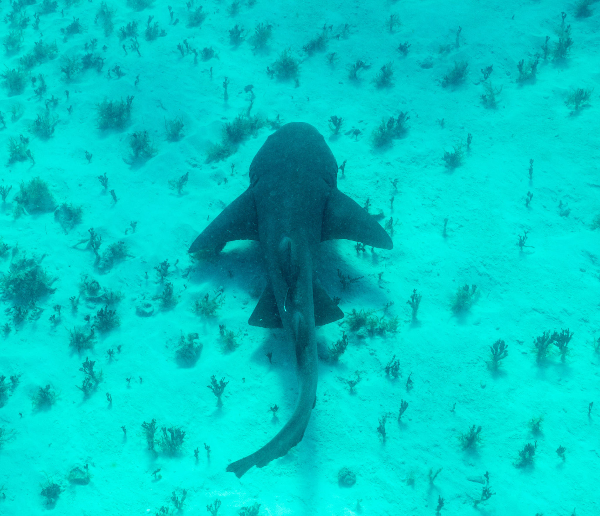 Nurse Shark with Piebaldism Recorded in Honduras Beneath The Waves